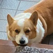 うさぎ