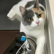 タケノコご飯の画像