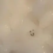 3eguの画像