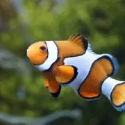 anemoneの画像