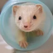 ともの画像