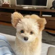 ののの画像