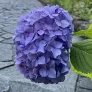 たろうくんの画像