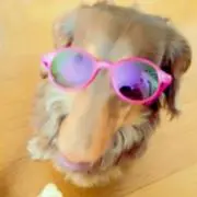 かしわやジャンク堂の画像