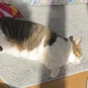 あきはやの画像