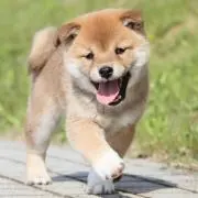 ★タイムセール中★激安大特価