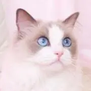 maronの画像