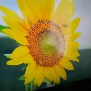 ヒマワリの画像