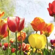 チューリップ✤プロフ必読✤の画像