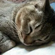みやこ