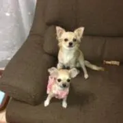 としやんやんの画像