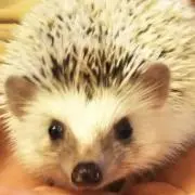 す〜さんの画像