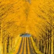 並木道の画像