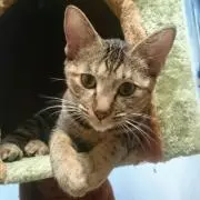 まゆぽん