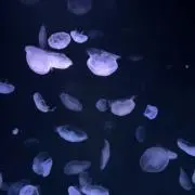 にもの画像