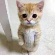 はな