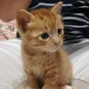 マヒマヒの画像