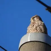 しまねこ⭐️の画像