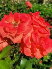 花華・価格相談可！の画像