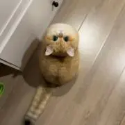 モナカの画像