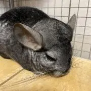 ボシ