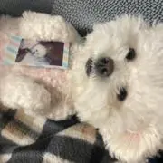 ちょっきの画像