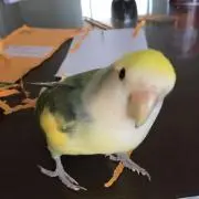 キョン