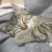 ヤモリちゃんの画像