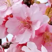 Sa♡の画像
