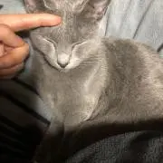 mintの画像