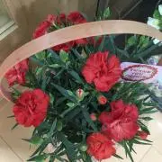 みわ。❣️即購入OK.。*✿の画像