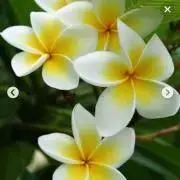 プルメリアの画像