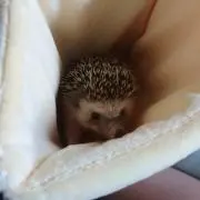 サカエの画像