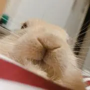 あーこの画像