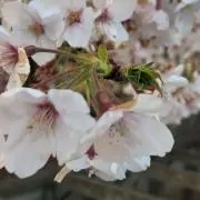 Gonnaの画像
