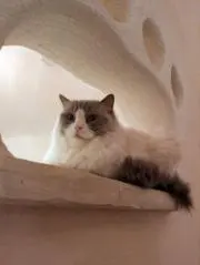 じもんの画像