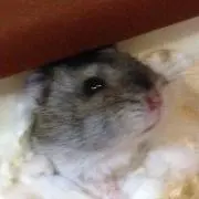 ショコラ
