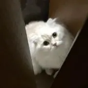 ☘RAI☘✴︎購入前コメント必須✴︎