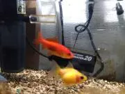 きんぎょ☆の画像