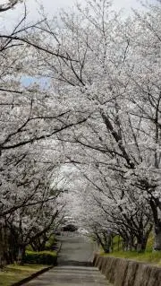 さくらの画像