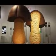ま〜くんの画像