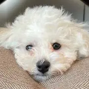 ちぇいの画像
