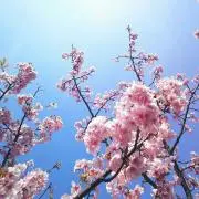 和花の画像