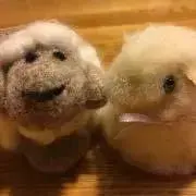 ひつじの画像
