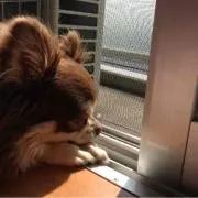 みるるん