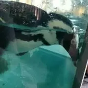 あおい