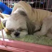 とみおちゃん