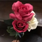 よっしーの画像