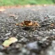 味付け卵の画像