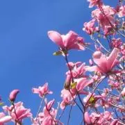 りかまさの画像